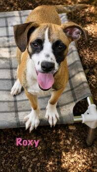 Roxy -  Mixed Breed Dog for Adoption in Rock Hill, New York - Roxy | PetCurious