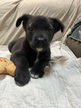 Rescue Husky and Pit Bull Terrier Dogs for Adoption in Brockport, New York - Laverne | PetCurious