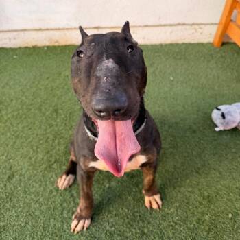 Bull Terrier Dogs Available for Adoption - Mona | PetCurious