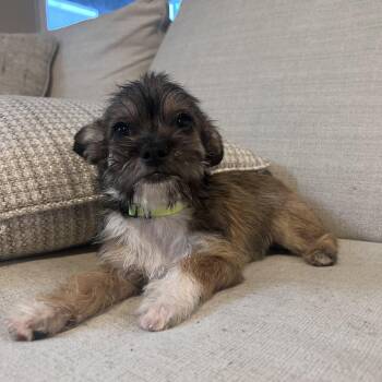 Terrier Dogs Available for Adoption in Las Vegas, Nevada - Robert  | PetCurious