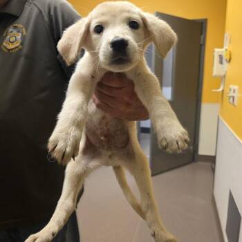 Patriot -  Cattle Dog Dog for Adoption in Norman, Oklahoma - Patriot | PetCurious
