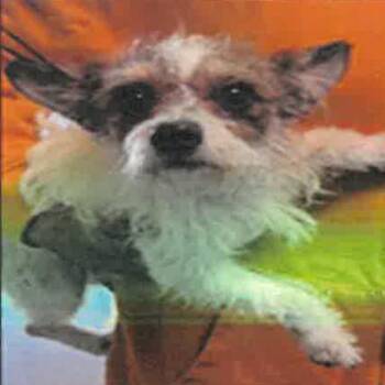 Jack Russell Terrier and Mixed Breed Dogs Available for Adoption in Los Angeles, California - Maya A2265998 | PetCurious