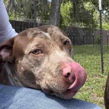 Mixed Breed Dogs Available for Adoption in Jacksonville, Florida - Carlo | PetCurious