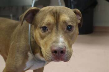 Mixed Breed Dogs Available for Adoption in Columbia, South Carolina - CLARENCE | PetCurious