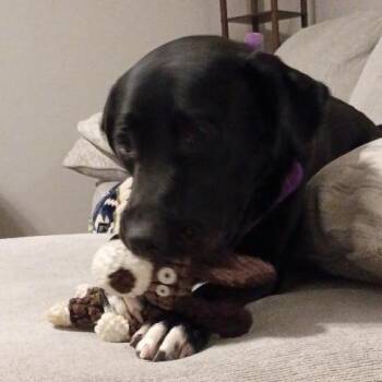 Stormy -  Black Labrador Retriever and Mixed Breed Dog for Adoption in Lenoir, North Carolina - Stormy | PetCurious