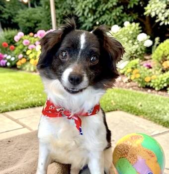 Papillon and Chihuahua Dogs Available for Adoption in Perry, Iowa - Cowboy | PetCurious