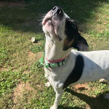 Nora -  Mixed Breed Dog for Adoption in Auburn, Alabama - Nora | PetCurious