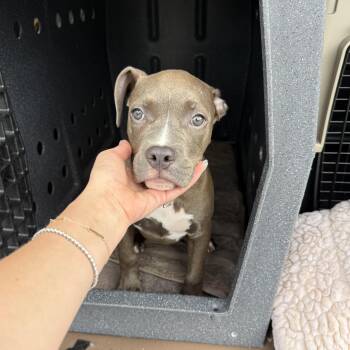 Brewster -  Pit Bull Terrier Dog for Adoption in Avon, Connecticut - Brewster | PetCurious