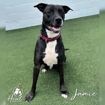 Jamie -  Pit Bull Terrier and Black Labrador Retriever Dog for Adoption in Youngwood, Pennsylvania - Jamie | PetCurious