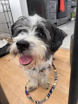 Panda -  Maltese Dog for Adoption in Seattle, Washington - Panda | PetCurious