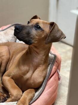 Rhodesian Ridgeback and Mixed Breed Dogs Available for Adoption in Los Angeles, California - Duchess Homefry Of Snackshire | PetCurious