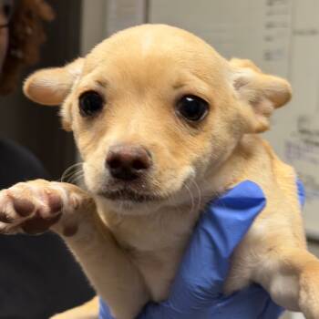 Rescue Chihuahua Dogs for Adoption in Yuma, Arizona - Biscuit | PetCurious