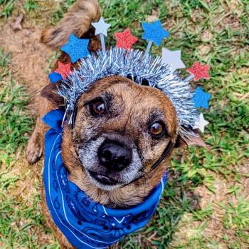 Chance -  Dachshund Dog for Adoption in Joppa, Alabama - Chance | PetCurious