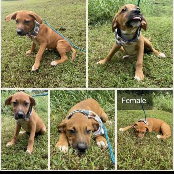 Rescue Mixed Breed Dogs for Adoption in Parrish, Alabama - Robin Pup 5 | PetCurious