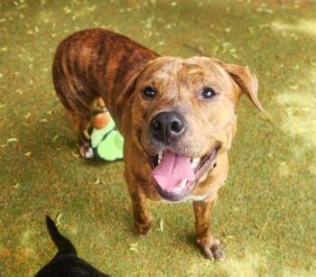 PHENIX -  Pit Bull Terrier Dog for Adoption in Minneapolis, Minnesota - PHENIX | PetCurious