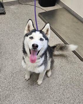 Husky Dogs Available for Adoption in Disputanta, Virginia - Arya | PetCurious