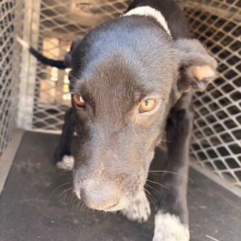 Flash -  Shepherd Dog for Adoption in Edinburg, Texas - Flash | PetCurious