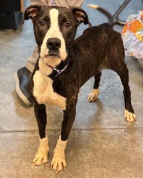 Pit Bull Terrier and Mixed Breed Dogs Available for Adoption in Bowling Green, Kentucky - Jill | PetCurious