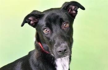 ROCCO -  Labrador Retriever and Mixed Breed Dog for Adoption in Fort Lauderdale, Florida - ROCCO | PetCurious