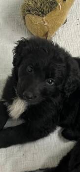 Labrador Retriever and Poodle Dogs Available for Adoption in Newaygo, Michigan - GINO | PetCurious