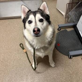 Keyno -  Alaskan Malamute Dog for Adoption in League City, Texas - Keyno | PetCurious