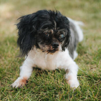 Rescue Shih Tzu Dogs for Adoption in Northbrook, Illinois - Smokey | PetCurious