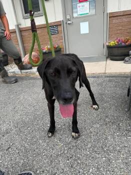 Gobstopper -  Mixed Breed Dog for Adoption in Greensburg, Indiana - Gobstopper | PetCurious