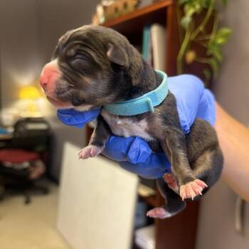 Barren -  Mixed Breed Dog for Adoption in Springboro, Ohio - Barren | PetCurious
