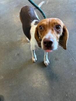 Brinkley -  Mixed Breed Dog for Adoption in Oxford, North Carolina - Brinkley | PetCurious