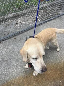 SR -  Labrador Retriever and Mixed Breed Dog for Adoption in Doral, Florida - SR | PetCurious