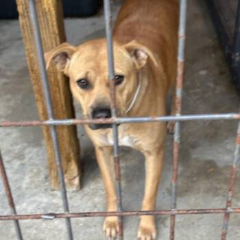 Terrier Dogs Available for Adoption - Rosa | PetCurious