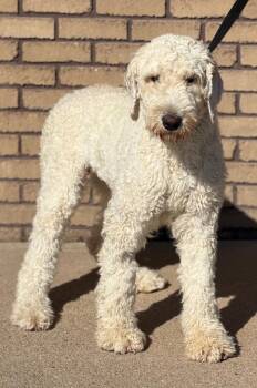 Bri -  Standard Poodle and Golden Retriever Dog for Adoption in Columbus, Nebraska - Bri | PetCurious