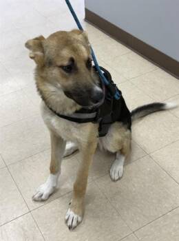 REMY -  German Shepherd Dog and Mixed Breed Dog for Adoption in Killeen, Texas - REMY | PetCurious