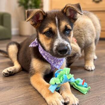 Salem Spooky Sweet Little Spell -  German Shepherd Dog and Husky Dog for Adoption in Friendswood, Texas - Salem Spooky Sweet Little Spell | PetCurious