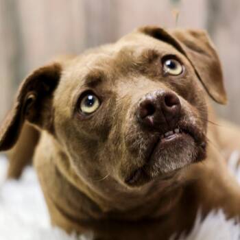 Helen -  Retriever Dog for Adoption in Casa Grande, Arizona - Helen | PetCurious