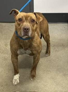 Hancock -  Pit Bull Terrier Dog for Adoption in Cleveland, Ohio - Hancock | PetCurious