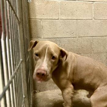 Professor -  Pit Bull Terrier and Mixed Breed Dog for Adoption in Yuma, Arizona - Professor | PetCurious