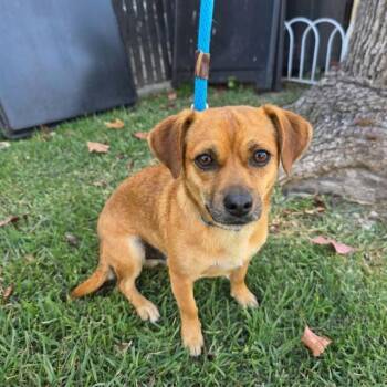 ROTISSERIE -  Chihuahua Dog for Adoption in Long Beach, California - ROTISSERIE | PetCurious