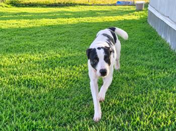 Bullet -  Catahoula Leopard Dog and Border Collie Dog for Adoption in Amarillo, Texas - Bullet | PetCurious