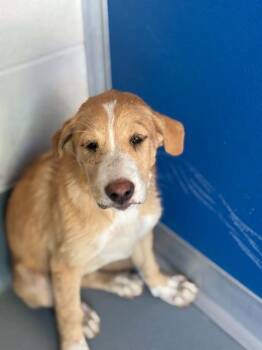 A255332 -  Labrador Retriever and Mixed Breed Dog for Adoption in Visalia, California - A255332 | PetCurious