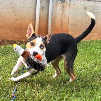 Lyra -  Mixed Breed Dog for Adoption in Shelburne, Vermont - Lyra | PetCurious
