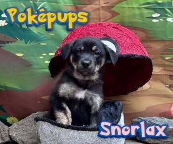 Snorlax -  Mixed Breed Dog Available for Adoption in Milton, Delaware - Snorlax | PetCurious