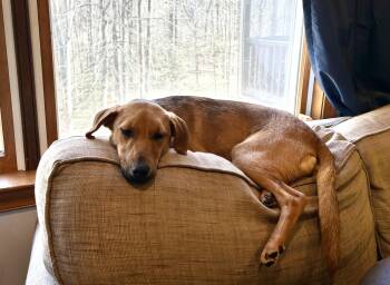 Mixed Breed and Dachshund Dogs Available for Adoption - Penelope Louise | PetCurious