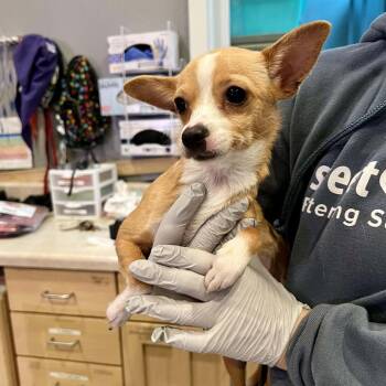 Chihuahua and Mixed Breed Dogs Available for Adoption - Itty Bitty | PetCurious
