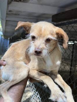 Mario -  Terrier and Chihuahua Dog for Adoption in New York, New York - Mario | PetCurious