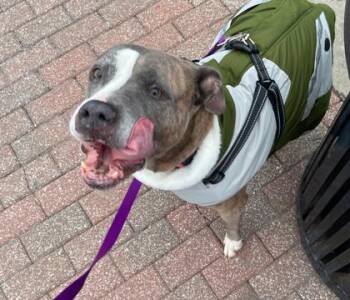 Pit Bull Terrier and Mixed Breed Dogs Available for Adoption in Kansas City, Missouri - Vickie | PetCurious