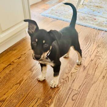 TROPHY -  Border Collie and Australian Cattle Dog Blue Heeler Dog for Adoption in Waterford, New Jersey - TROPHY | PetCurious