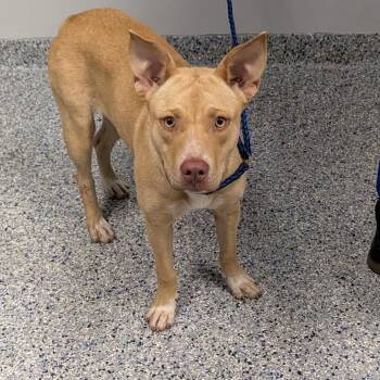 Moonpie -  Mixed Breed Dog for Adoption in Greenville, South Carolina - Moonpie | PetCurious