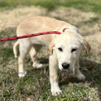 Great Pyrenees Dogs Available for Adoption in Locust Fork, Alabama - Olaf | PetCurious