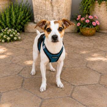 Lucky -  Jack Russell Terrier and Chihuahua Dog for Adoption in Lathrop, California - Lucky | PetCurious